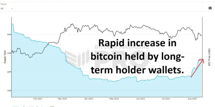 Are Bitcoin Whales Shopping for The Dip?