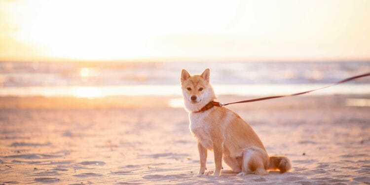 Shiba Inu May Surge 340%, Echoing Its 2021 Peak —Analyst
