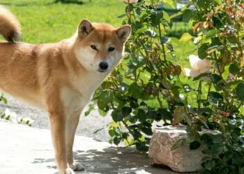 Neiro Breaks Above Key Stage After 10% Drop, Is $0.0020 Subsequent?