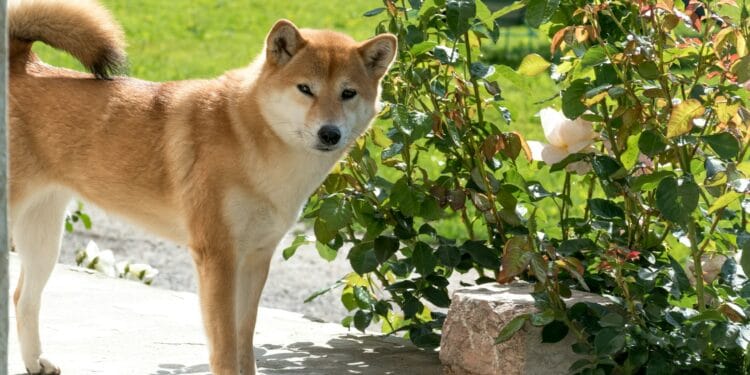 Neiro Breaks Above Key Stage After 10% Drop, Is $0.0020 Subsequent?