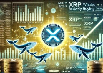XRP Whales Loading Up – Information Reveals Shopping for Exercise
