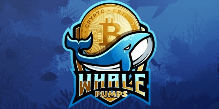 Greatest Crypto Alerts 2025? This Telegram Group Made 100,000% Revenue Final 12 months