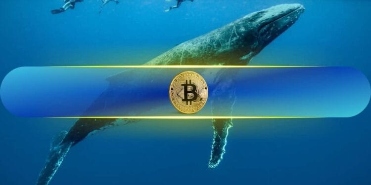 Bitcoin Whales Are Again: May BTC Be Poised for a Breakout?