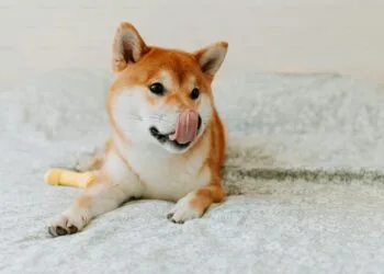 Shiba Inu Worth Poised For Large 17X Explosion As SHIB Hits Prime Purchase Zone