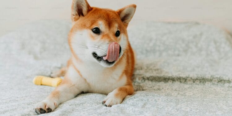 Shiba Inu Worth Poised For Large 17X Explosion As SHIB Hits Prime Purchase Zone