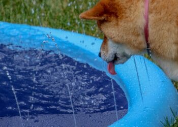 Dogecoin Could Plunge Earlier than Skyrocketing 400%—Analyst