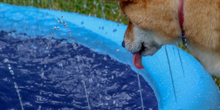 Dogecoin Could Plunge Earlier than Skyrocketing 400%—Analyst